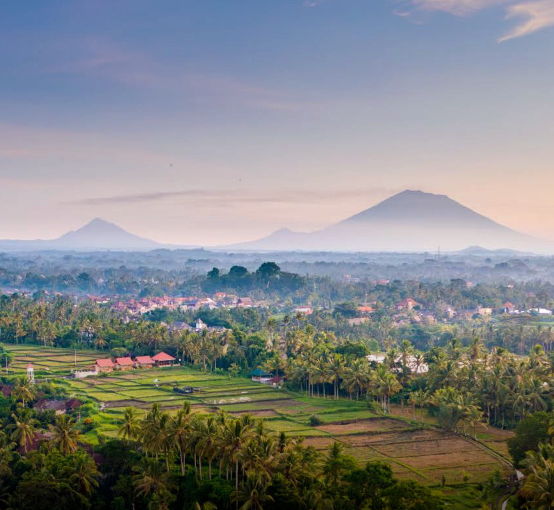 Rice terraces and palm canopy at dawn with Bali's volcanoes on the horizon